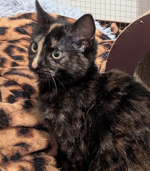 Gonzo, an adoptable Tortoiseshell in Harrisburg, PA