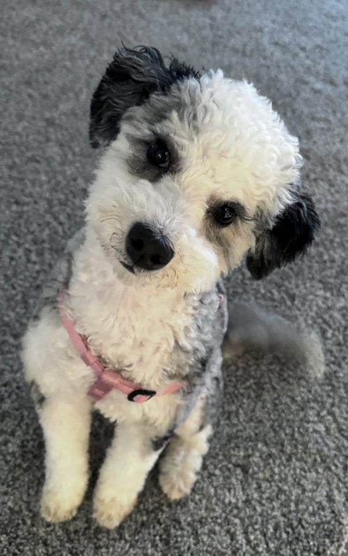 Nellie (Mini Bernedoodle), an adoptable Bernese Mountain Dog in Harrisburg, PA