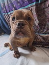 Betty (Micro Bully)