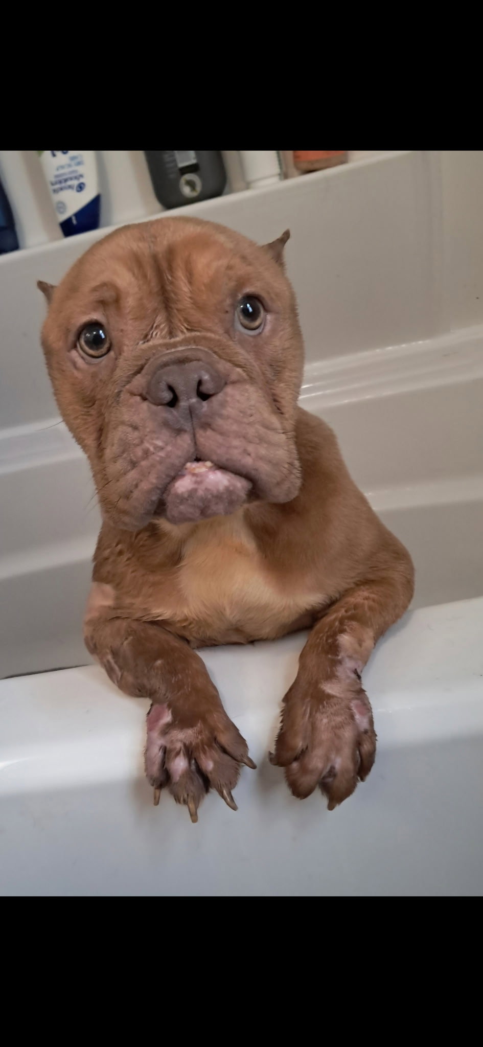 Betty (Micro Bully)