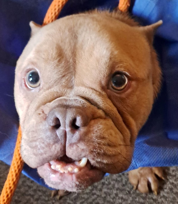 Betty (Micro Bully)