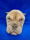 Betty (Micro Bully)