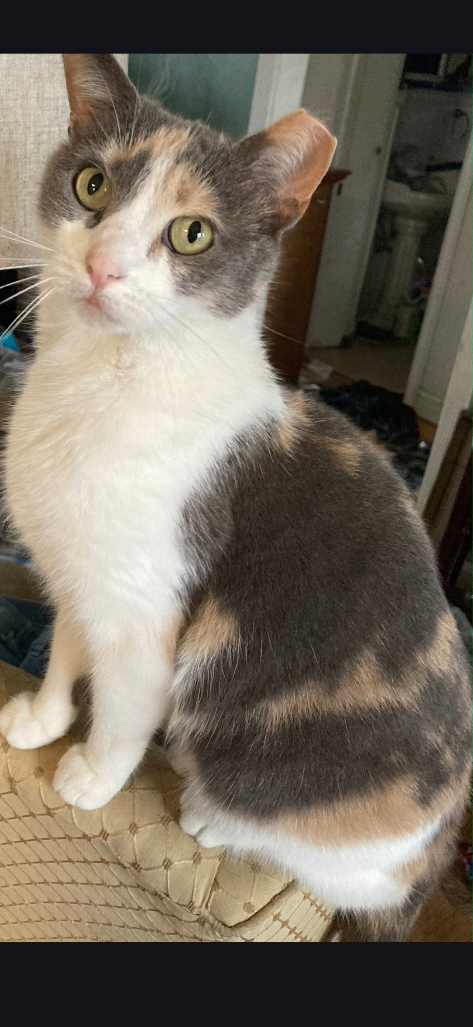 Pebbles