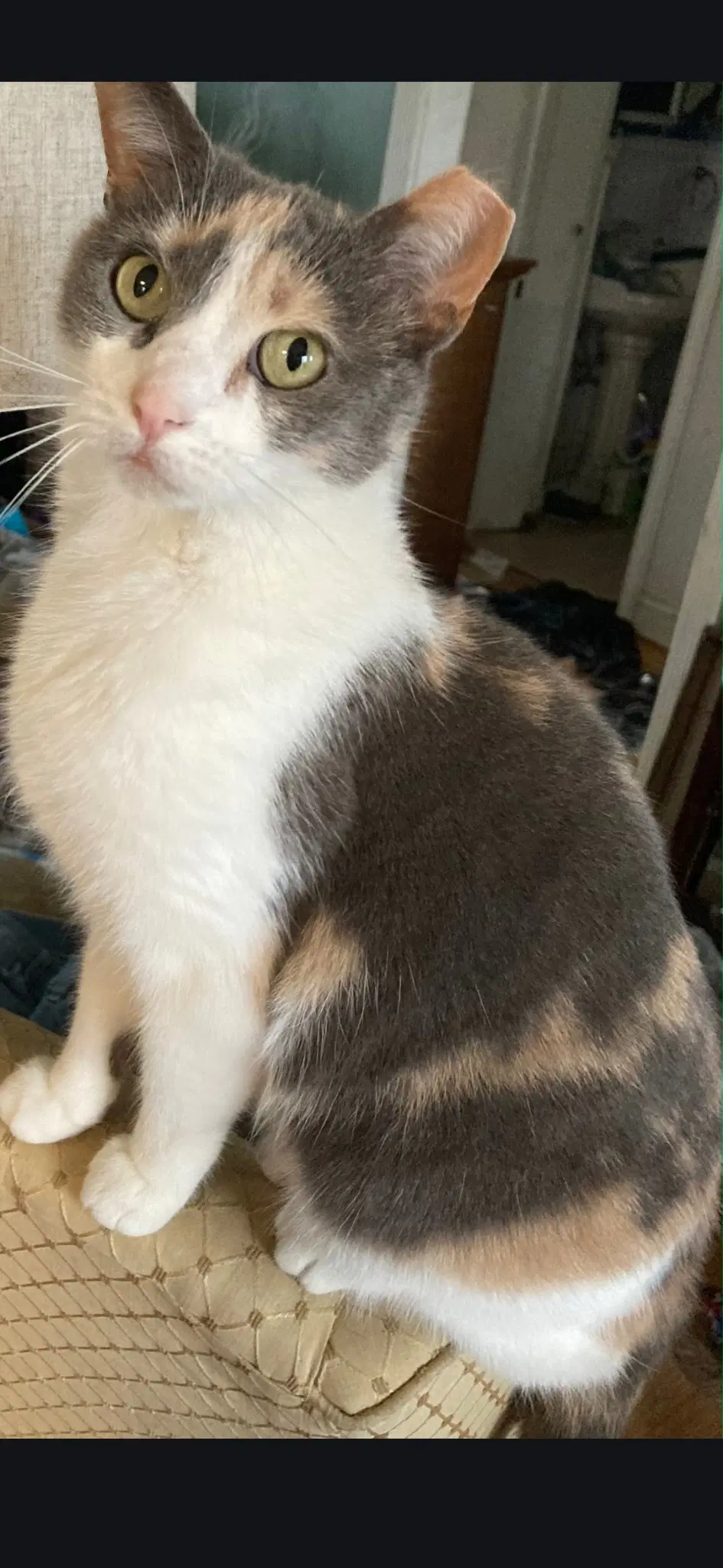 Pebbles - Dilute Calico