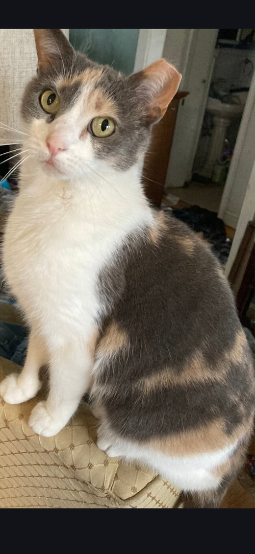 Pebbles, Adult Dilute Calico / Domestic Short Hair (short coat), cat for adoption in Lancaster, Pennsylvania