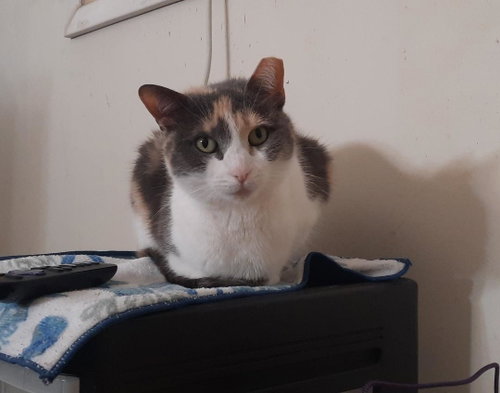 PEBBLES!, a cat for adoption from Castaway Critters, the James A. Hueholt Memorial Foundation