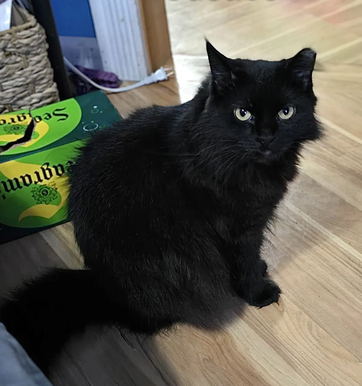 Justice - Domestic Long Hair