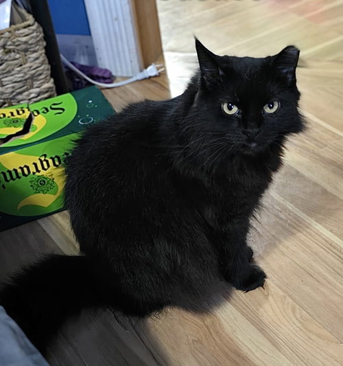 Justice, an adoptable Domestic Long Hair in Harrisburg, PA