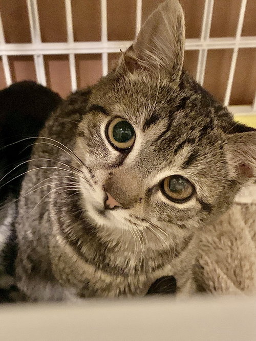 Clover, an adoptable Tabby in Harrisburg, PA