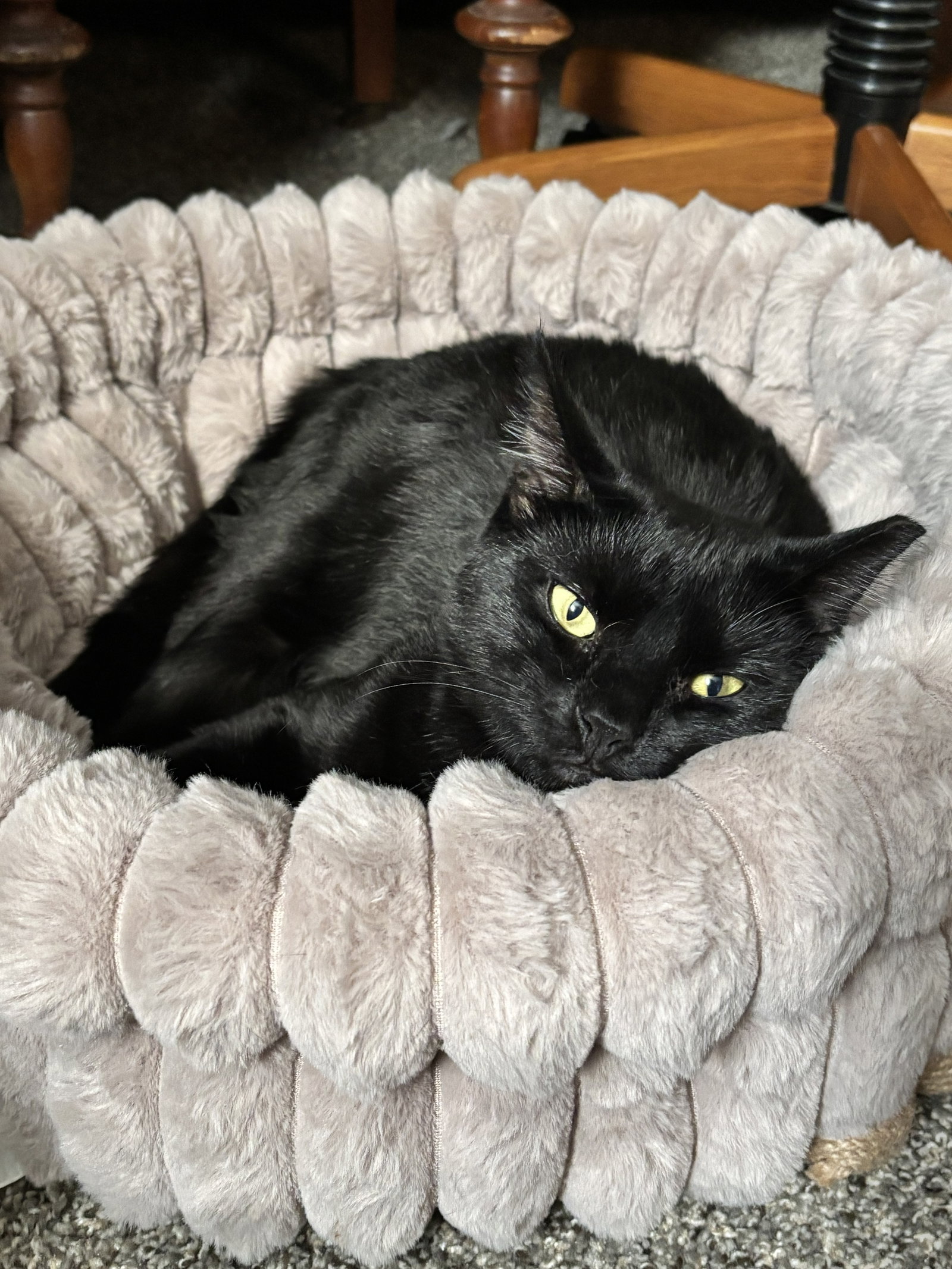 Davey A. Void, cat