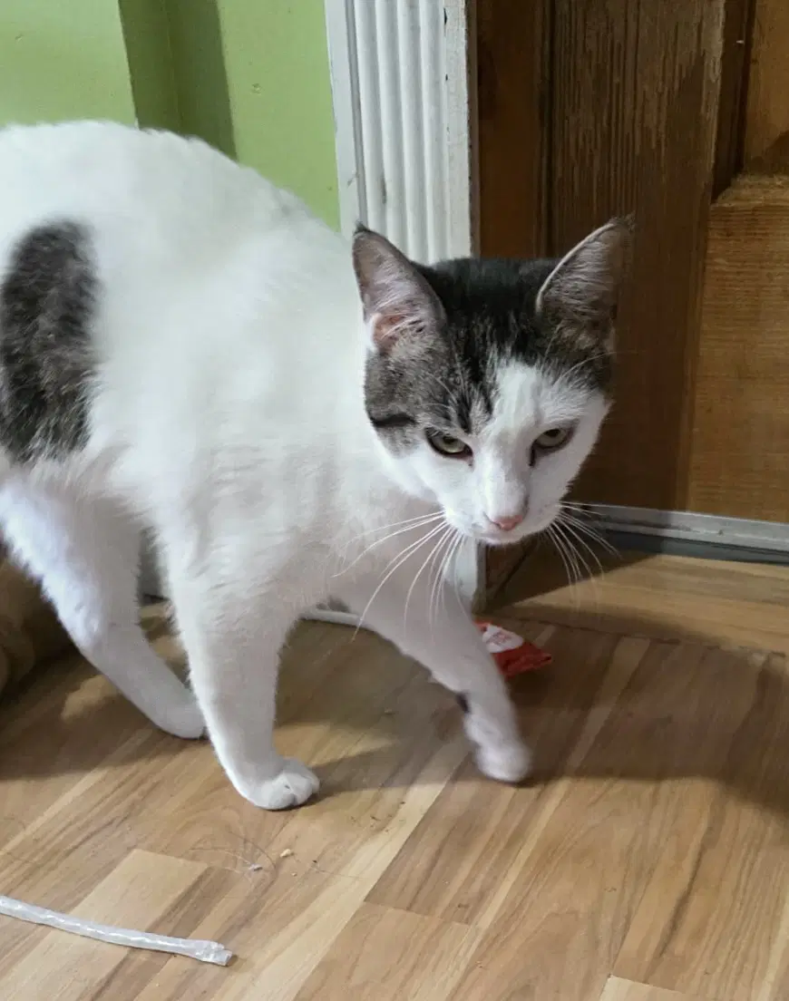 Panda - Domestic Short Hair