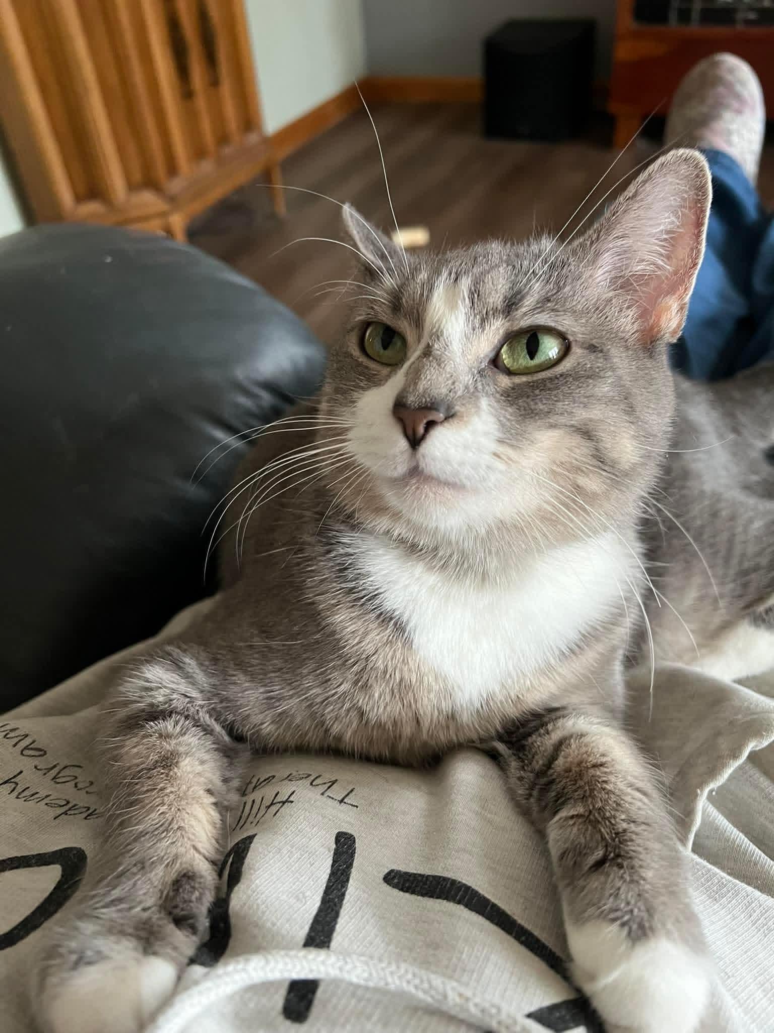 Cruella - Domestic Short Hair