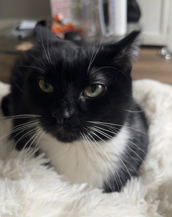 Pepper