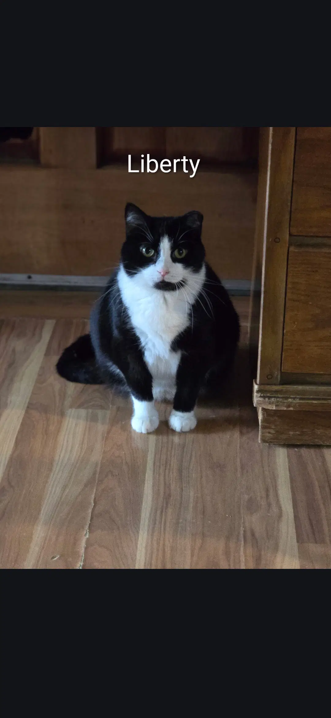 Liberty - Domestic Short Hair