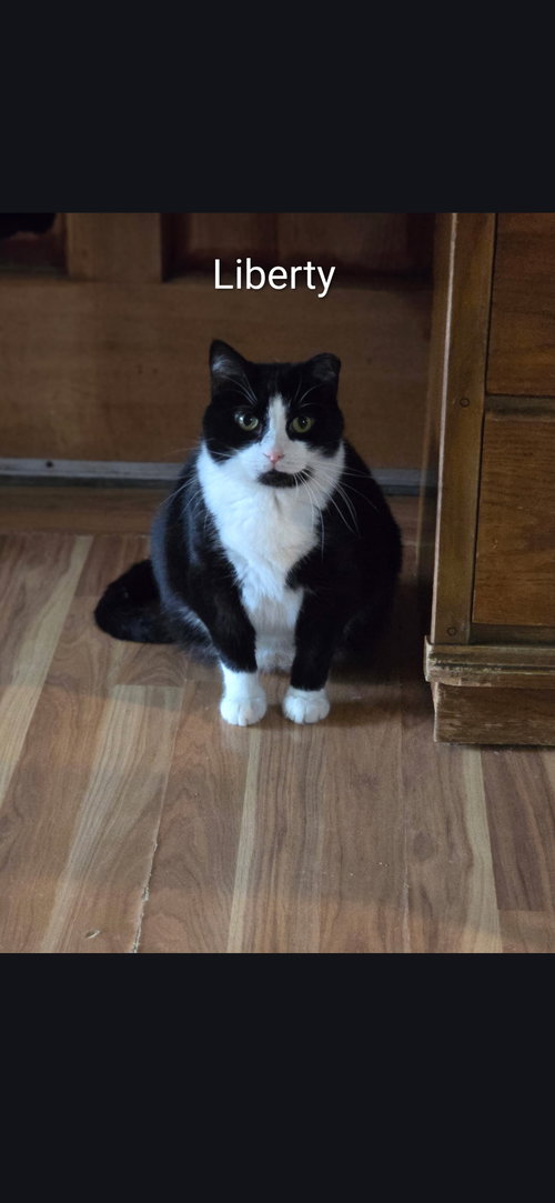 Liberty, an adoptable Domestic Long Hair in Harrisburg, PA