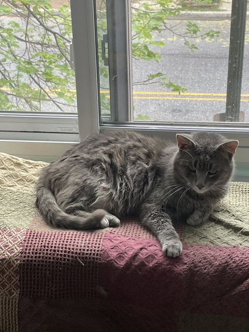 PO - Domestic Short Hair available for adoption