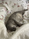 Po - Photo 2