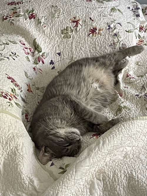 PO - Domestic Short Hair available for adoption