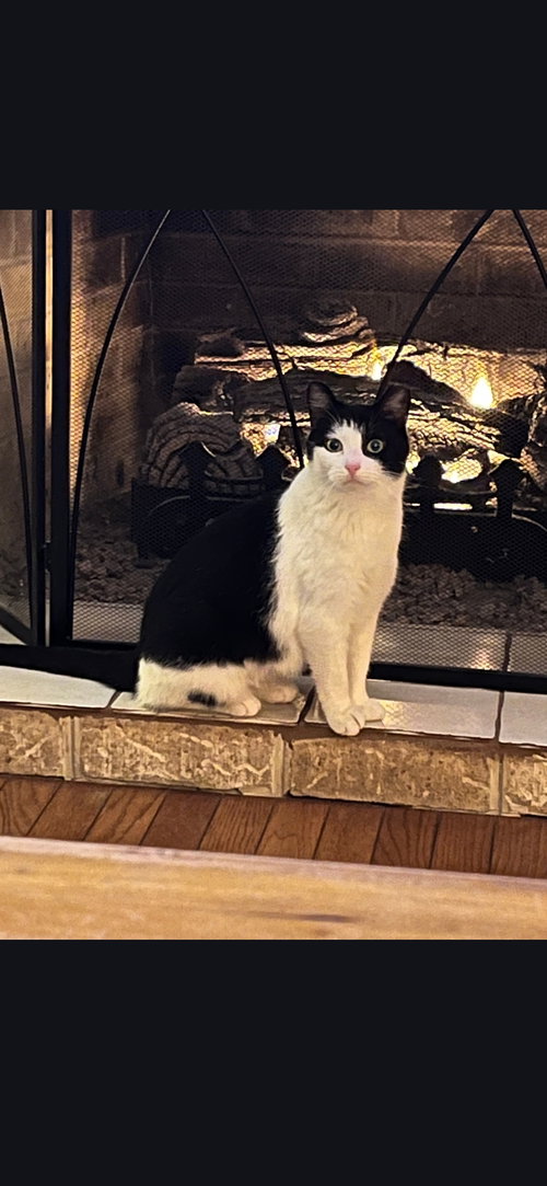 Morgan, Adult Domestic Short Hair (short coat), cat for adoption in Lancaster, Pennsylvania