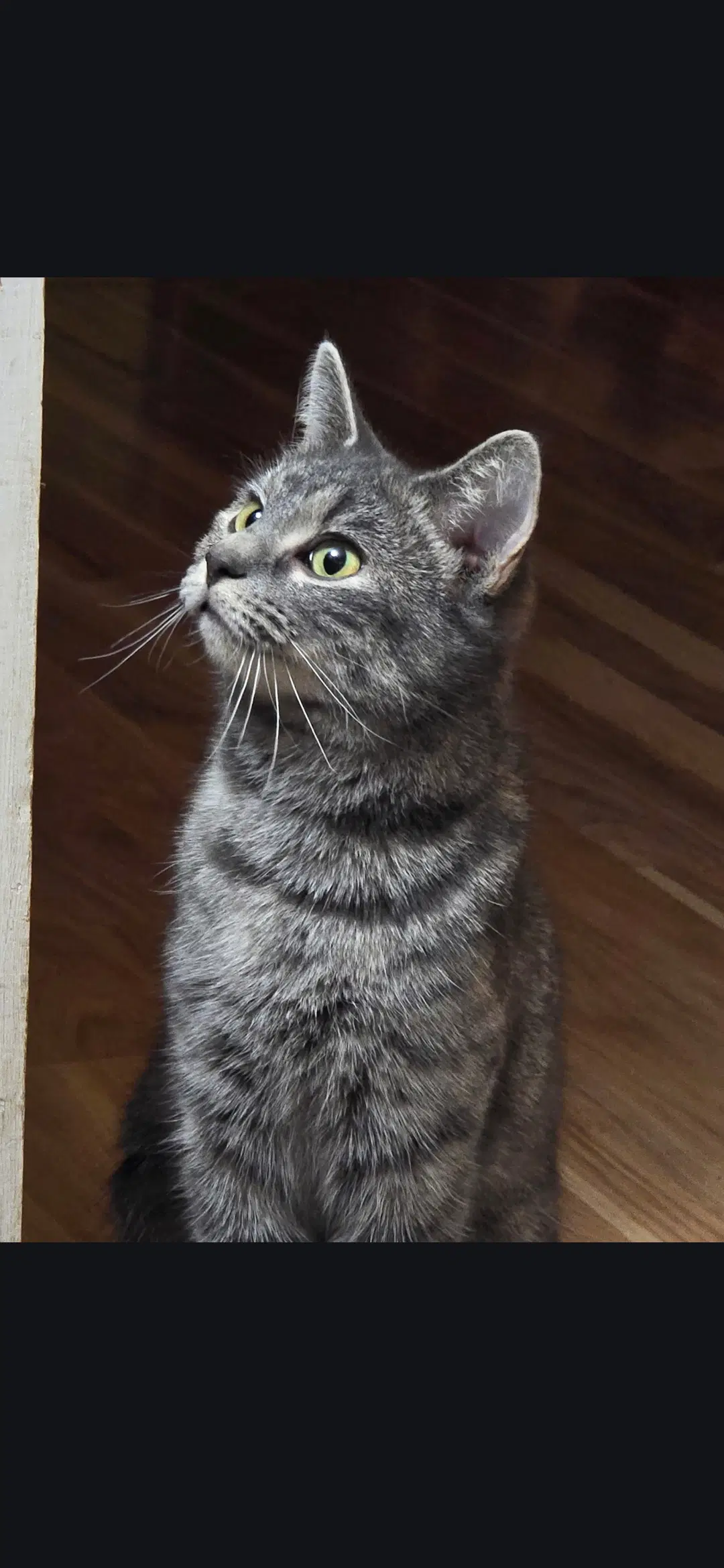 Noodles - Domestic Short Hair