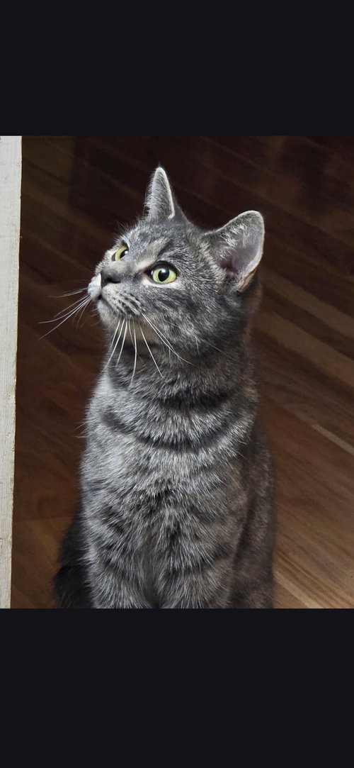 Noodles, Adult Domestic Short Hair (short coat), cat for adoption in Lancaster, Pennsylvania