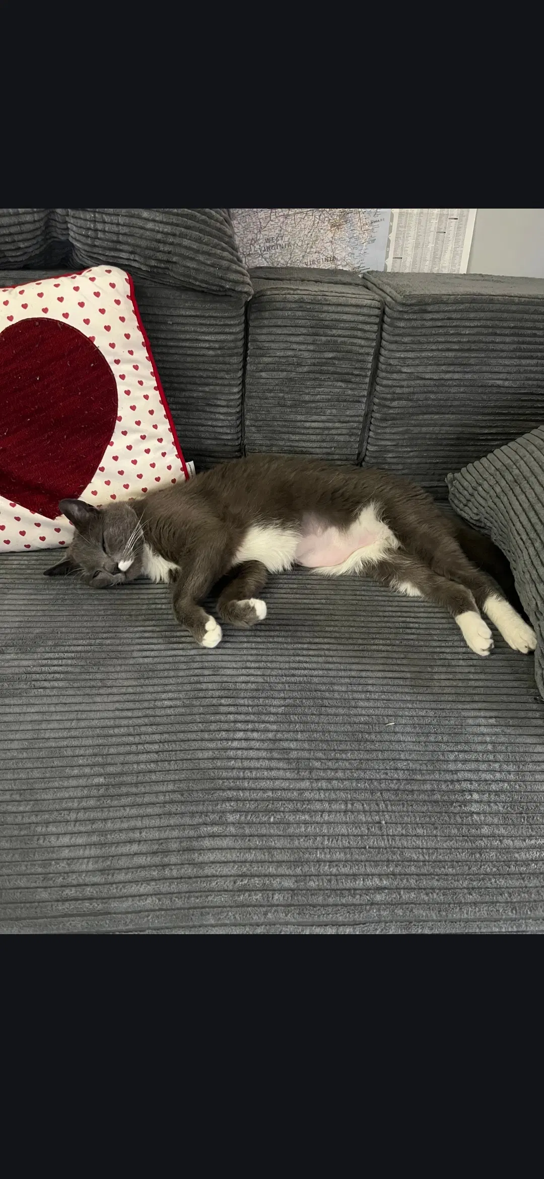 Willa - Domestic Short Hair
