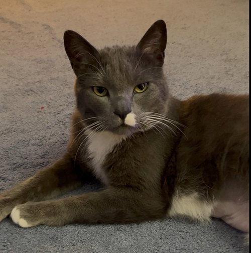 Willa, a cat for adoption from Castaway Critters, the James A. Hueholt Memorial Foundation