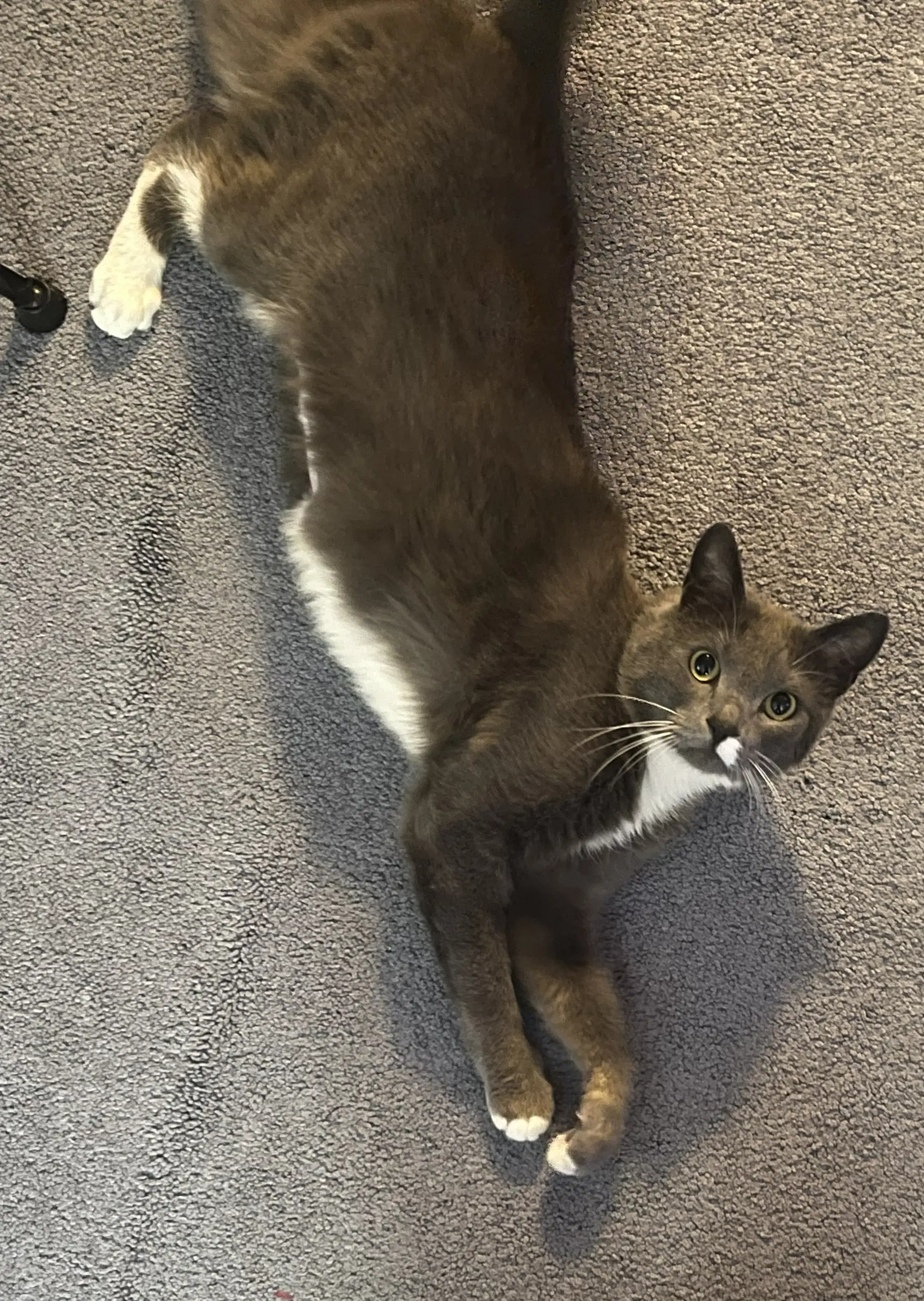 Willa image 4