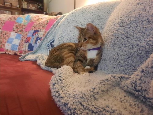 STRAWBERRY SHORTCAKE, an adoptable Domestic Short Hair in Harrisburg, PA