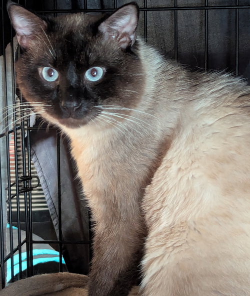 DUDLEY - Siamese / Domestic Short Hair available for adoption