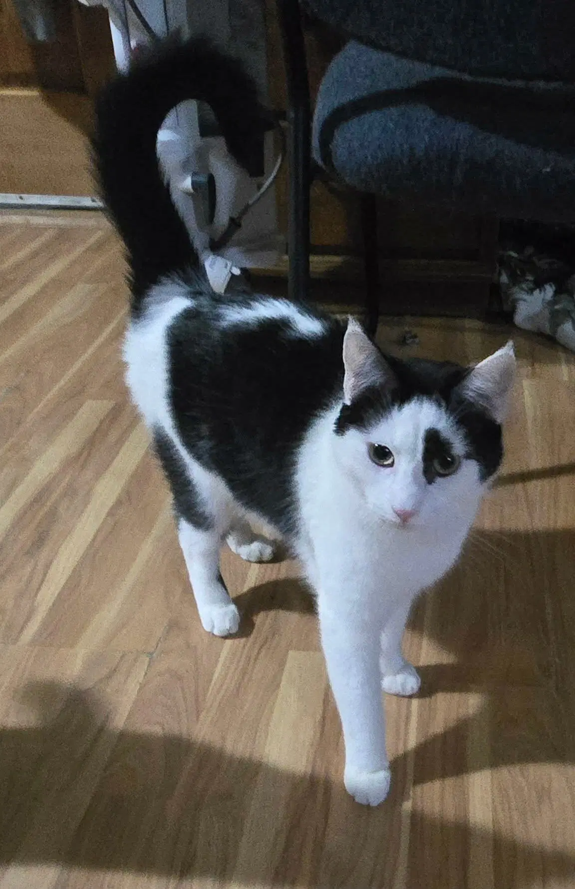 Dutch - Domestic Short Hair