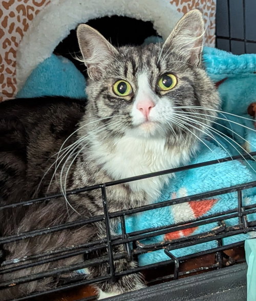 Oatmeal, an adoptable Domestic Long Hair in Harrisburg, PA