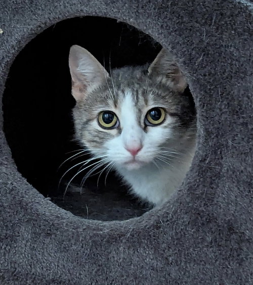 Bella Mia, an adoptable Domestic Medium Hair in Harrisburg, PA