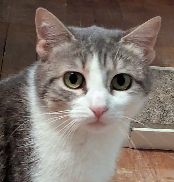 Bella Mia