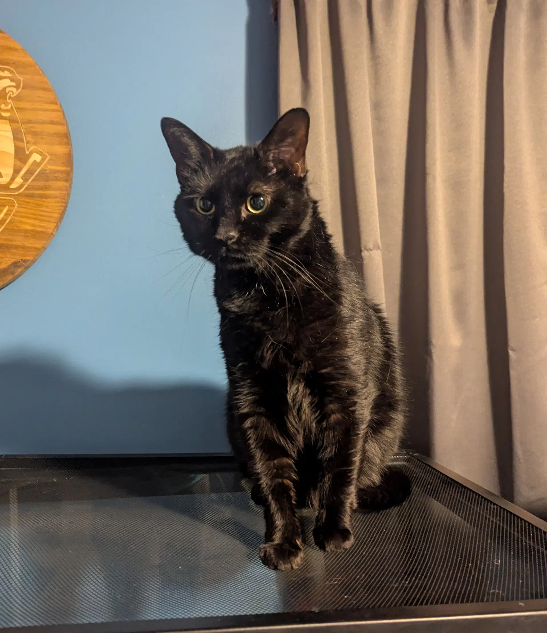 Bryce - Domestic Short Hair