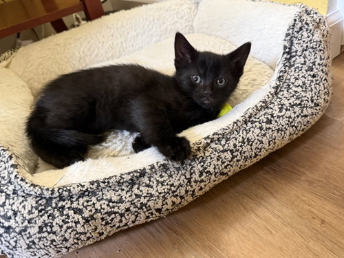 ZANE - Domestic Short Hair for adoption in Harrisburg