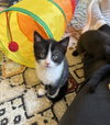 Zander - Photo 1