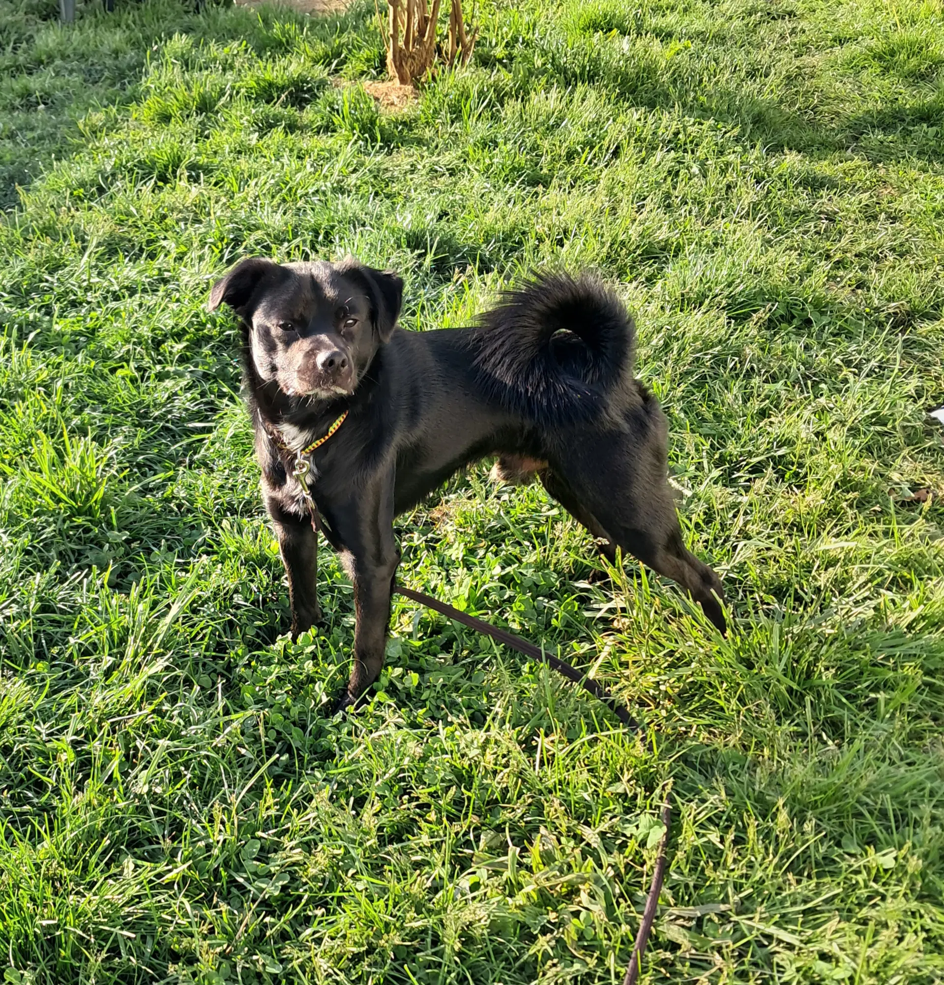 Winston - Shiba Inu