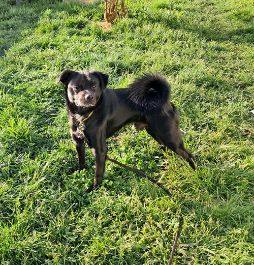 Winston, an adoptable Shiba Inu in Harrisburg, PA