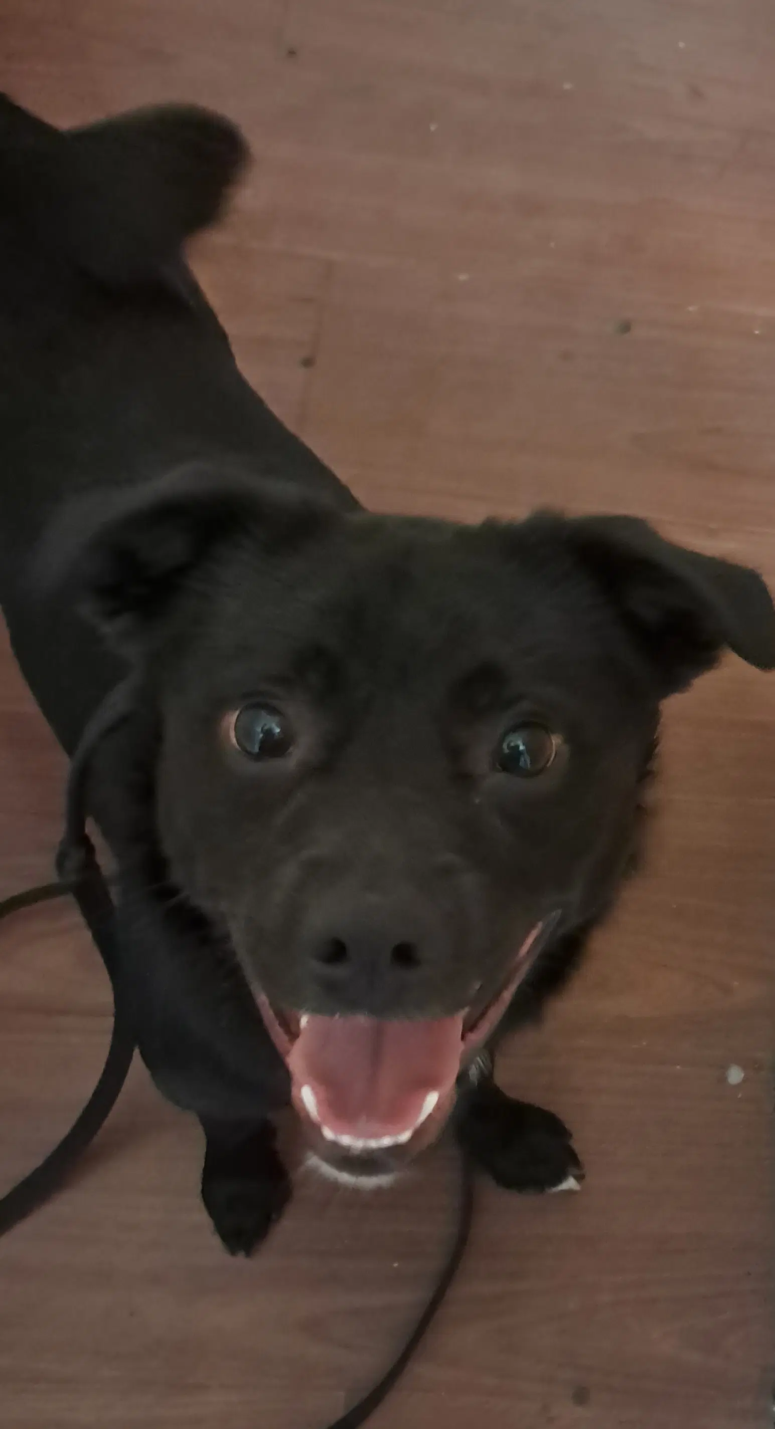 Winston image 4