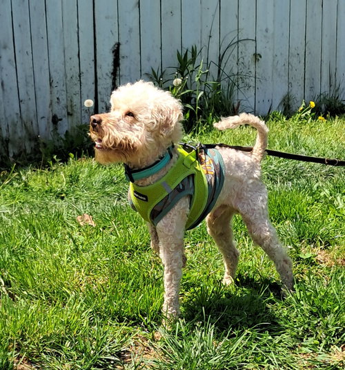 Alfredo, an adoptable Poodle in Harrisburg, PA