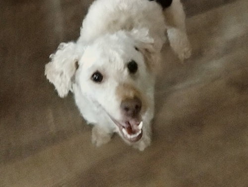 Alfredo, an adoptable Poodle in Harrisburg, PA
