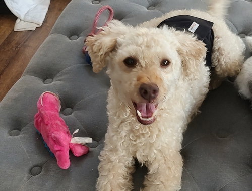 Alfredo, an adoptable Poodle in Harrisburg, PA