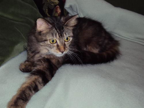 Lexa -Beautiful Maine Coon Mix