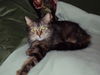 Lexa -Beautiful Maine Coon Mix