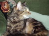 Lexa -Beautiful Maine Coon Mix