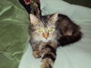 Lexa -Beautiful Maine Coon Mix