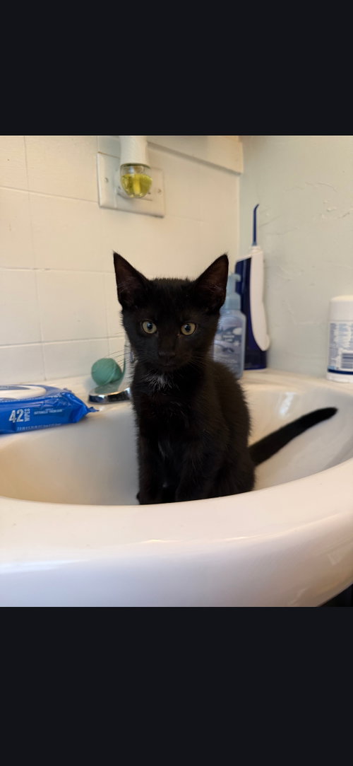 Moonface "Moonie" Martin, Baby Domestic Short Hair / Mixed (short coat), cat for adoption in York, Pennsylvania