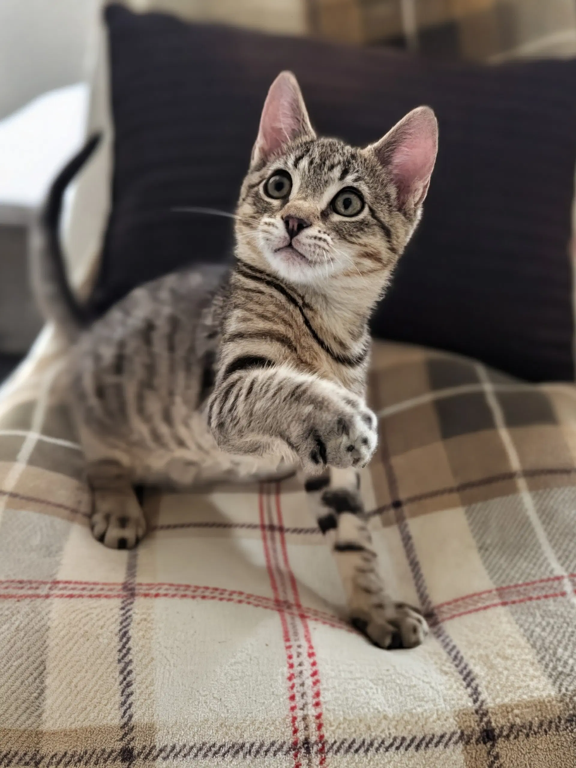 Jesse - Domestic Short Hair