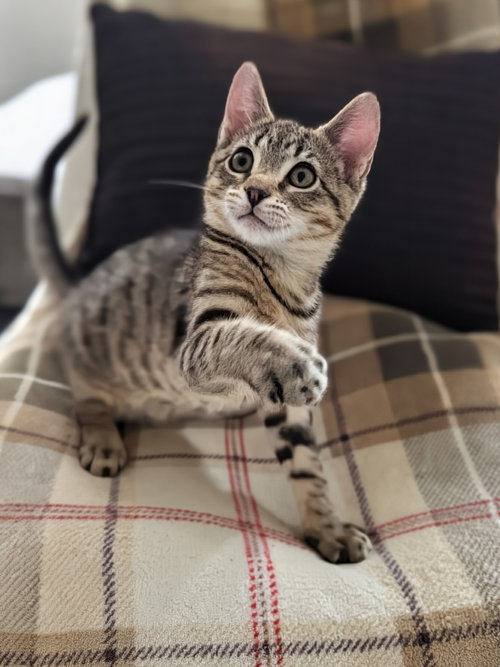 Jesse, an adoptable American Shorthair in Harrisburg, PA
